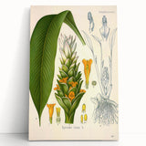 Botanical Art Prints - Vintage Curcuma Longa Illustration Art