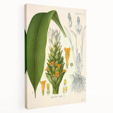 Botanical Art Prints - Vintage Curcuma Longa Illustration Art