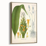 Botanical Art Prints - Vintage Curcuma Longa Illustration Art