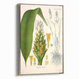 Botanical Art Prints - Vintage Curcuma Longa Illustration Art