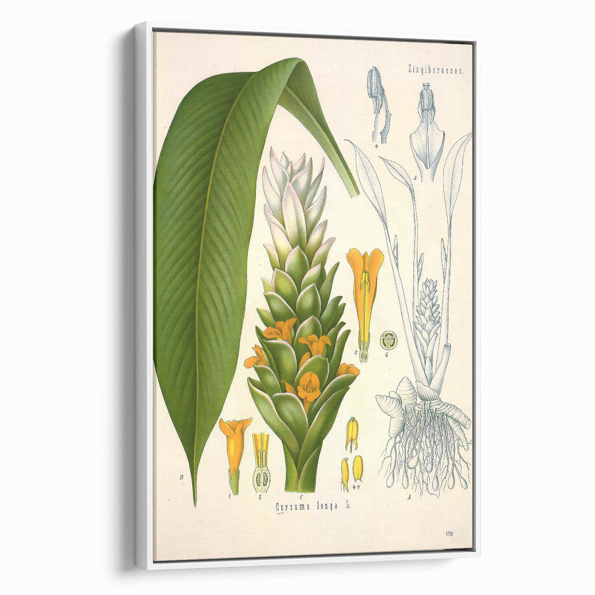 Botanical Art Prints - Vintage Curcuma Longa Illustration Art