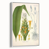 Botanical Art Prints - Vintage Curcuma Longa Illustration Art