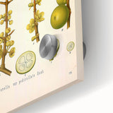 Botanical Art Prints - Vintage Garcinia Morella Illustration Art