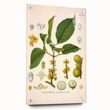 Botanical Art Prints - Vintage Garcinia Morella Illustration Art