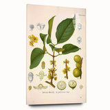 Botanical Art Prints - Vintage Garcinia Morella Illustration Art