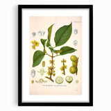 Botanical Art Prints - Vintage Garcinia Morella Illustration Art