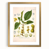Botanical Art Prints - Vintage Garcinia Morella Illustration Art