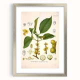 Botanical Art Prints - Vintage Garcinia Morella Illustration Art