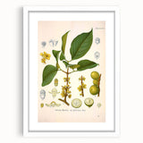 Botanical Art Prints - Vintage Garcinia Morella Illustration Art