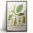 Botanical Art Prints - Vintage Garcinia Morella Illustration Art