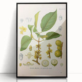 Botanical Art Prints - Vintage Garcinia Morella Illustration Art