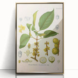 Botanical Art Prints - Vintage Garcinia Morella Illustration Art