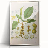 Botanical Art Prints - Vintage Garcinia Morella Illustration Art