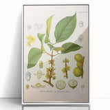 Botanical Art Prints - Vintage Garcinia Morella Illustration Art