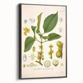 Botanical Art Prints - Vintage Garcinia Morella Illustration Art