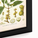 Botanical Art Prints - Vintage Garcinia Morella Illustration Art