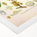Botanical Art Prints - Vintage Garcinia Morella Illustration Art