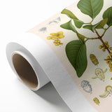 Botanical Art Prints - Vintage Garcinia Morella Illustration Art