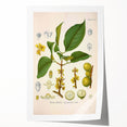 Botanical Art Prints - Vintage Garcinia Morella Illustration Art