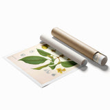 Botanical Art Prints - Vintage Garcinia Morella Illustration Art