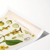 Botanical Art Prints - Vintage Garcinia Morella Illustration Art