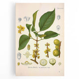 Botanical Art Prints - Vintage Garcinia Morella Illustration Art