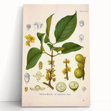Botanical Art Prints - Vintage Garcinia Morella Illustration Art