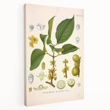 Botanical Art Prints - Vintage Garcinia Morella Illustration Art