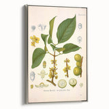 Botanical Art Prints - Vintage Garcinia Morella Illustration Art