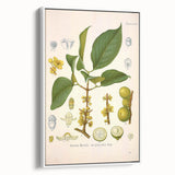Botanical Art Prints - Vintage Garcinia Morella Illustration Art