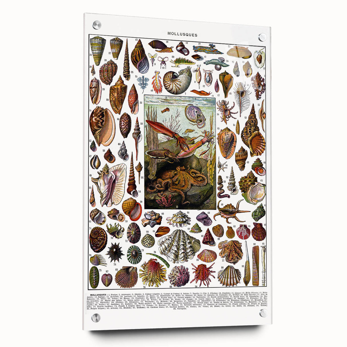 Vintage Mollusques Illustration - Nature Elements Wall Art Print