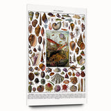 Vintage Mollusques Illustration - Nature Elements Wall Art Print