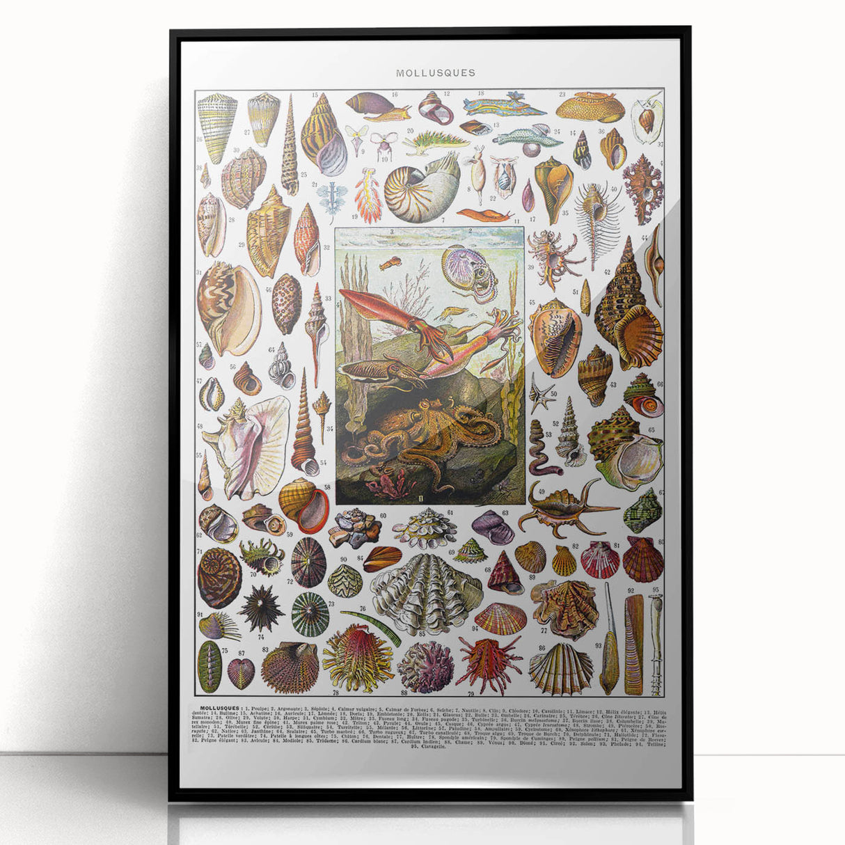 Vintage Mollusques Illustration - Nature Elements Wall Art Print