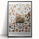 Vintage Mollusques Illustration - Nature Elements Wall Art Print