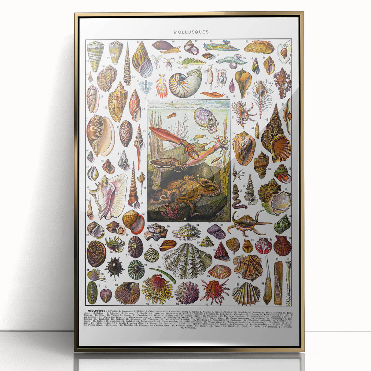 Vintage Mollusques Illustration - Nature Elements Wall Art Print