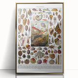 Vintage Mollusques Illustration - Nature Elements Wall Art Print