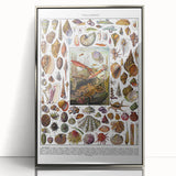 Vintage Mollusques Illustration - Nature Elements Wall Art Print