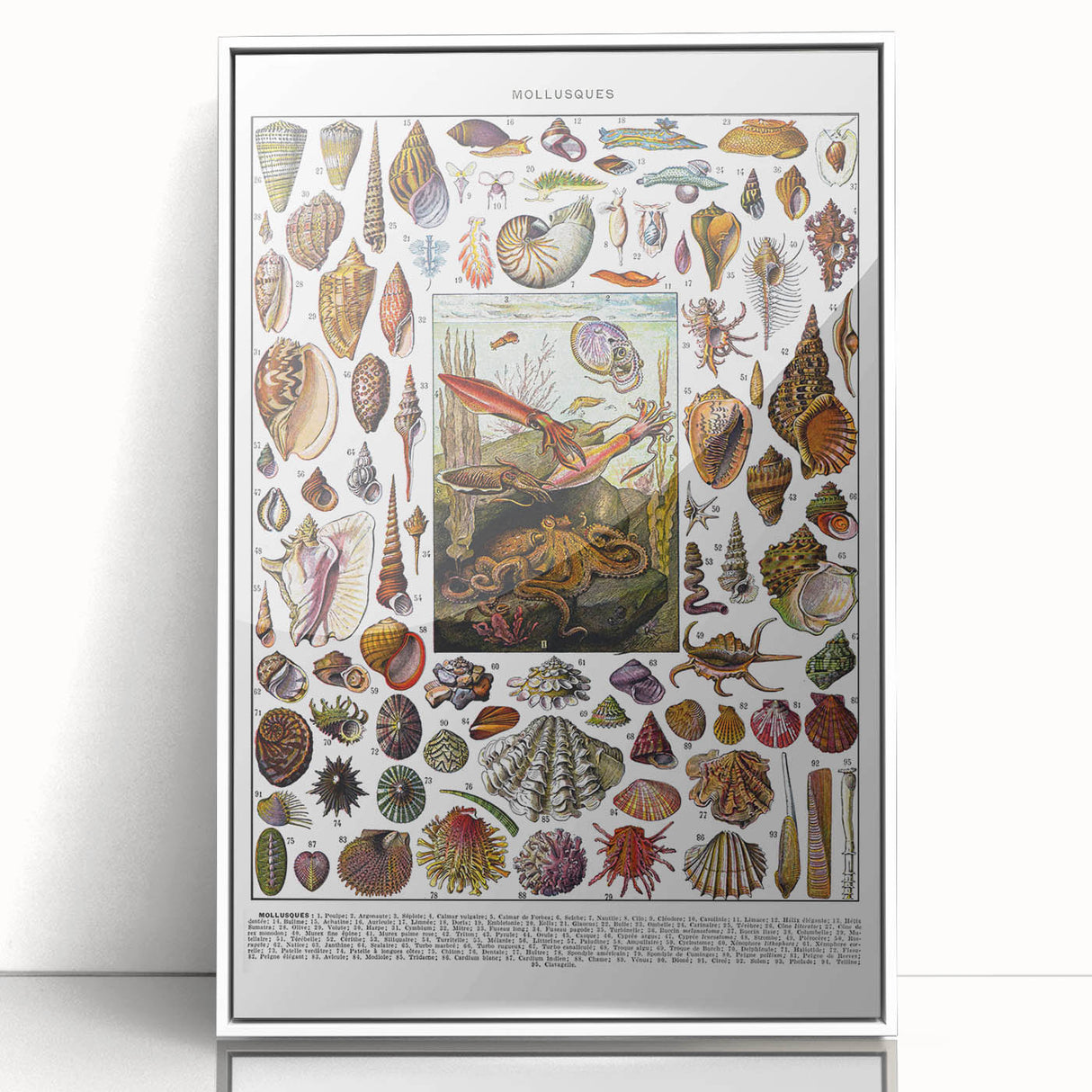 Vintage Mollusques Illustration - Nature Elements Wall Art Print