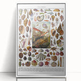 Vintage Mollusques Illustration - Nature Elements Wall Art Print