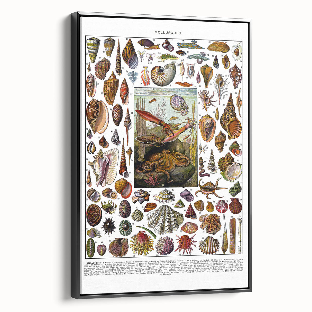 Vintage Mollusques Illustration - Nature Elements Wall Art Print
