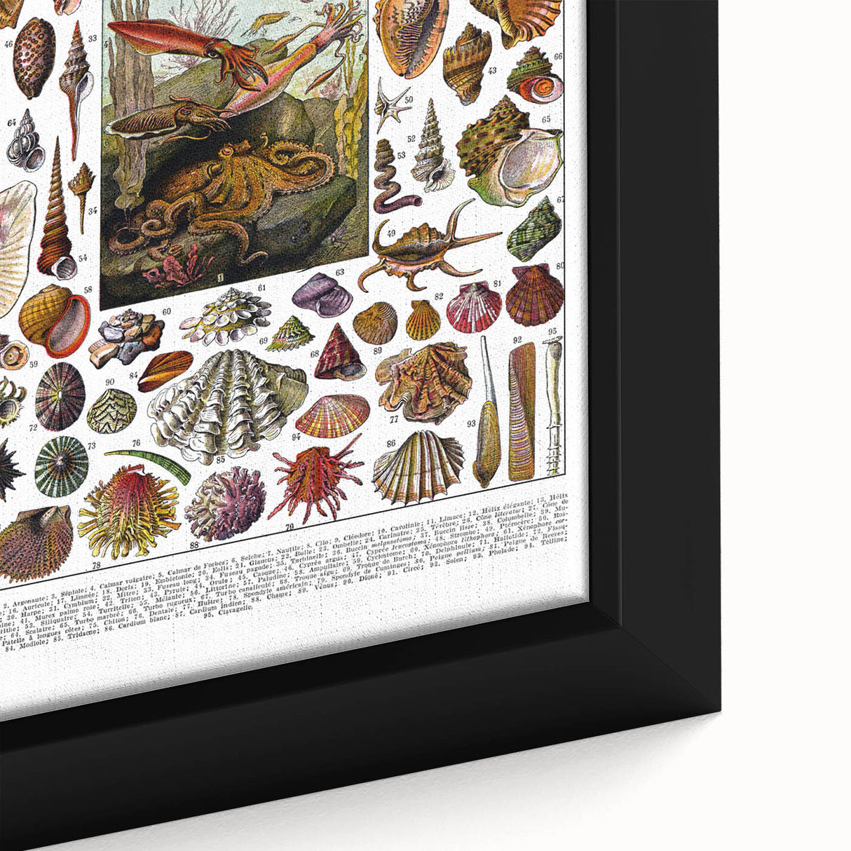 Vintage Mollusques Illustration - Nature Elements Wall Art Print