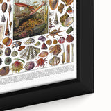 Vintage Mollusques Illustration - Nature Elements Wall Art Print