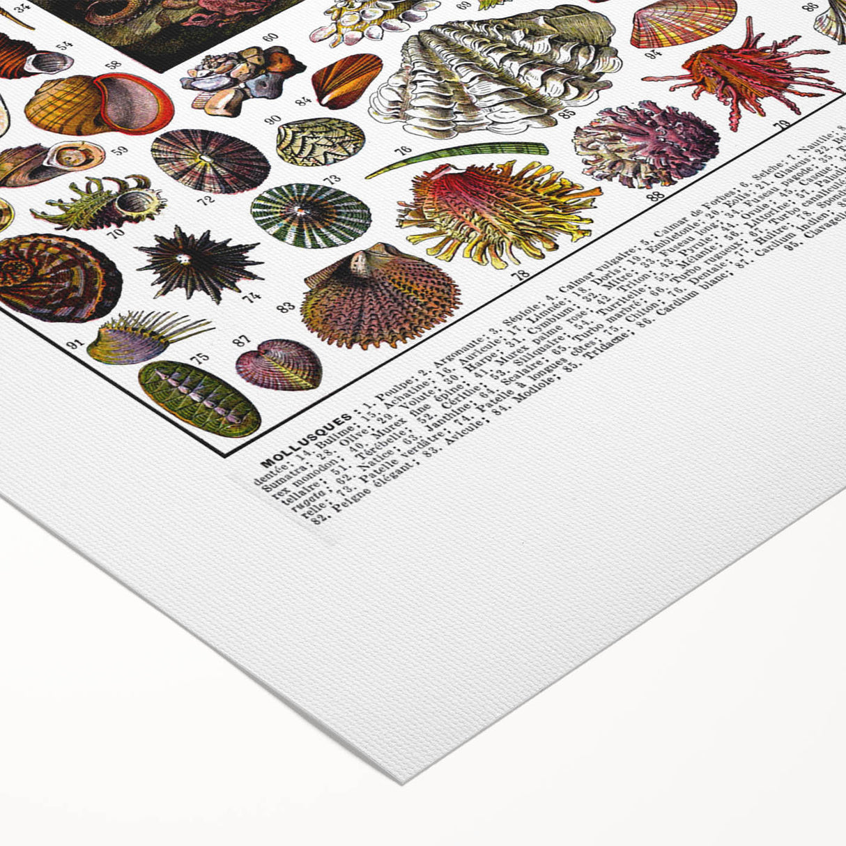 Vintage Mollusques Illustration - Nature Elements Wall Art Print