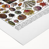 Vintage Mollusques Illustration - Nature Elements Wall Art Print
