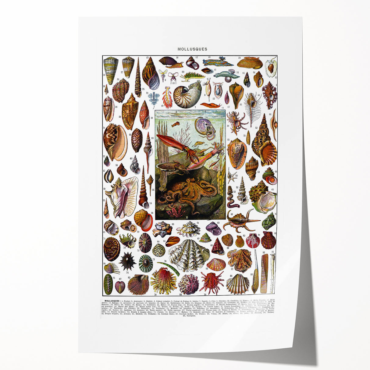 Vintage Mollusques Illustration - Nature Elements Wall Art Print