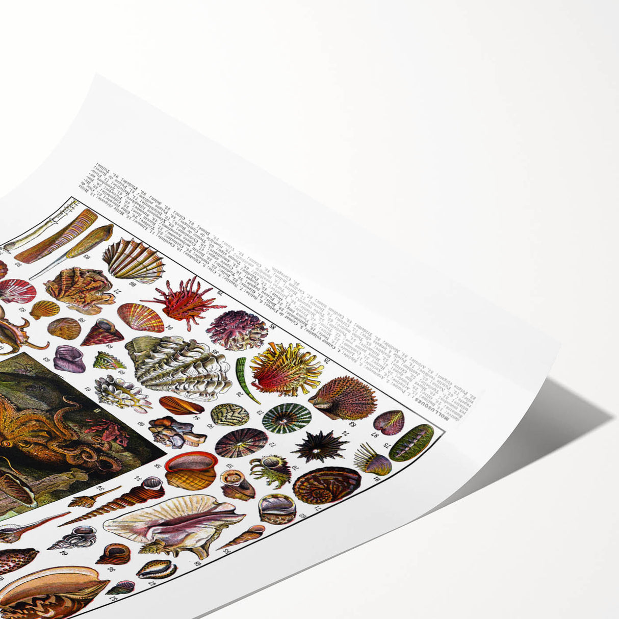 Vintage Mollusques Illustration - Nature Elements Wall Art Print