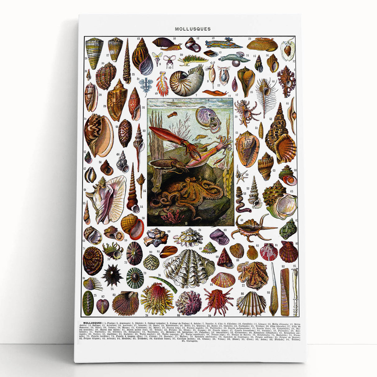Vintage Mollusques Illustration - Nature Elements Wall Art Print