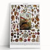 Vintage Mollusques Illustration - Nature Elements Wall Art Print