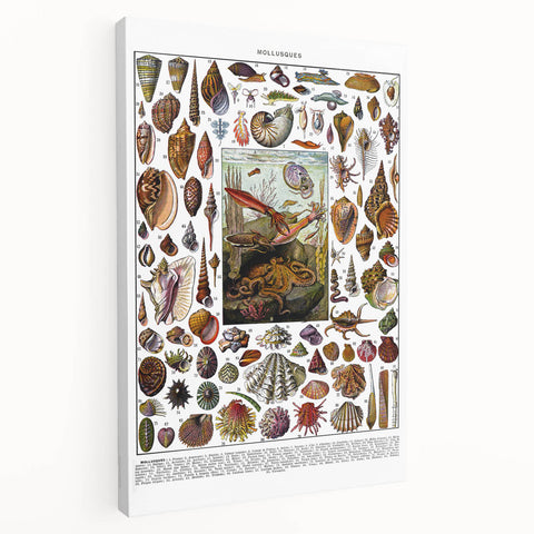 Vintage Mollusques Illustration - Nature Elements Wall Art Print