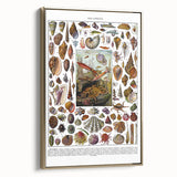 Vintage Mollusques Illustration - Nature Elements Wall Art Print